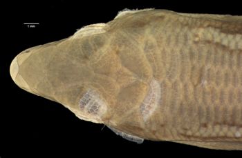 Media type: image;   Herpetology R-46957 Aspect: head dorsal